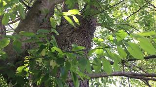 The Source of my SWD, AFF & Fruit Fly Infestation! Wild Black Cherry
