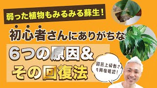 観葉植物が弱った時の対処法！初心者さんにありがちな６つの原因＆回復術