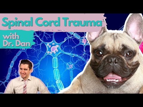 Video: Koji su tretmani za lezije kralježnice u pasa?