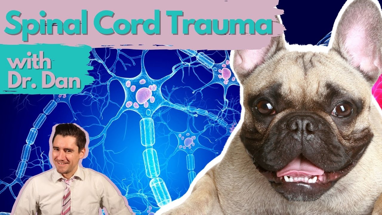 Dog Spinal Cord Nerve Damage.  Dr. Dan Explains.