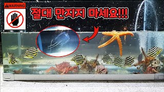 스쳐도 안됩니다!! 우리나라에도 있었네요ㄷㄷ 이 작은게 한국에서 가장 위험한 맹독성해파리중 하나! [TV생물도감]