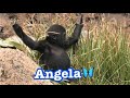 Gorilla 🦋 family is watching over baby Angela 🦋 butterfly baby girl ♥️ ^_^ Los Angeles Zoo