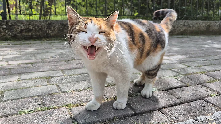 Video 11250331: tabby cat persian, stray cat, kitten sweet cat, cute calico cat, cat meowing, cat food, adorable cats