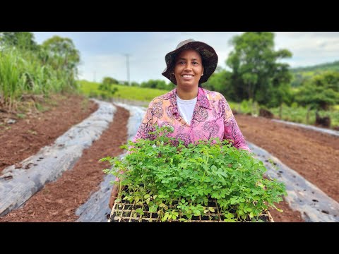 Plantio Da Moringa A Árvore Do Futuro.