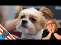 How to Groom a Shih Tzu | Haircut of a Little Lion