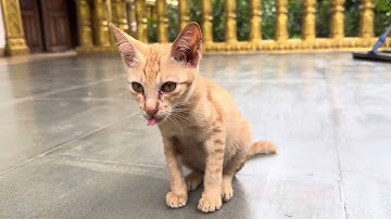 Anak kucing yang sangat lucu #anjing #kucing #hewanlucu #anak anjing #kelinci #lucu #monyet 