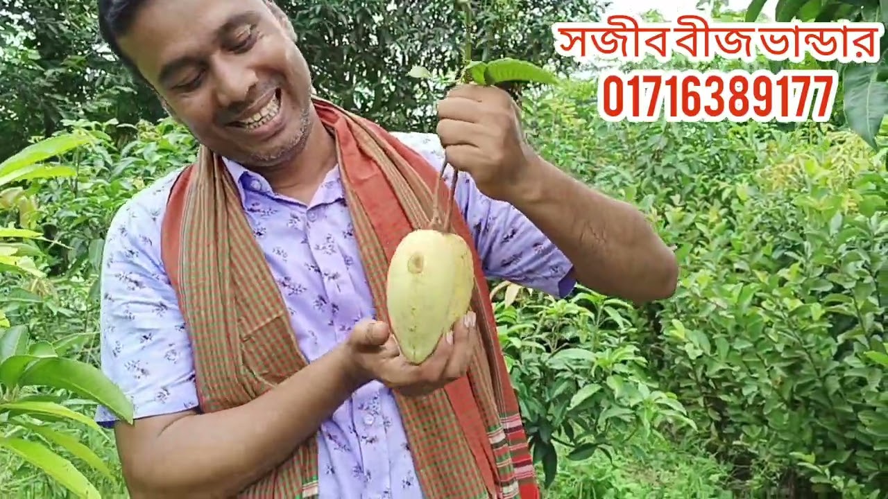 এখন দেশের সেরা কল্যান ভোগ আমের চারা নিতে পারেন খুব সহজেই।সারাদেশে ডেলিভারি দেওয়া হয়।01716389177