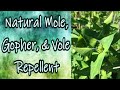 Natural Mole, Vole, Gopher and Rat Repellent