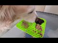 Asmr 1 hour  dog licking peanut butter wet food  blueberries off lick mat
