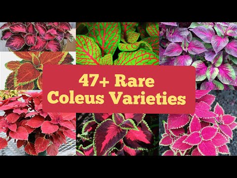 Rare Coleus Varieties In India / Rare Coleus Names/Varieties Of Coleus Plants In India /Coleus Plant