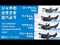 シャチの大きさを比べよう　Size comparison of killer whales,Kamogawa Sea World,Japan【鴨川シーワールド　シャチパフォーマンス】