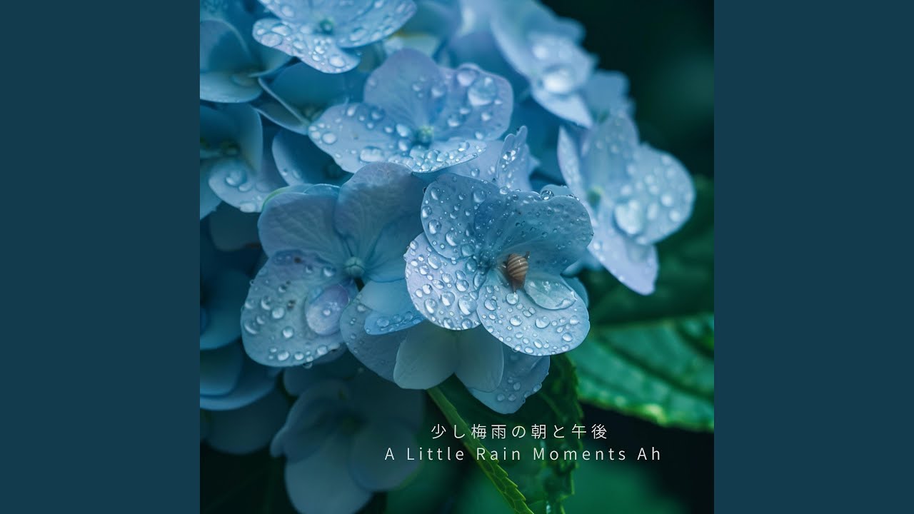 かたつむりと紫陽花が少し動く午後 – slow rain-ah - YouTube