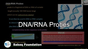 DNA/RNA Probes, Biology Lecture | Sabaq.pk