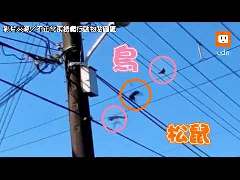 看你往哪跑！八哥烏秋vs松鼠 在電線上演全武行 險沒停電｜動物｜搞笑