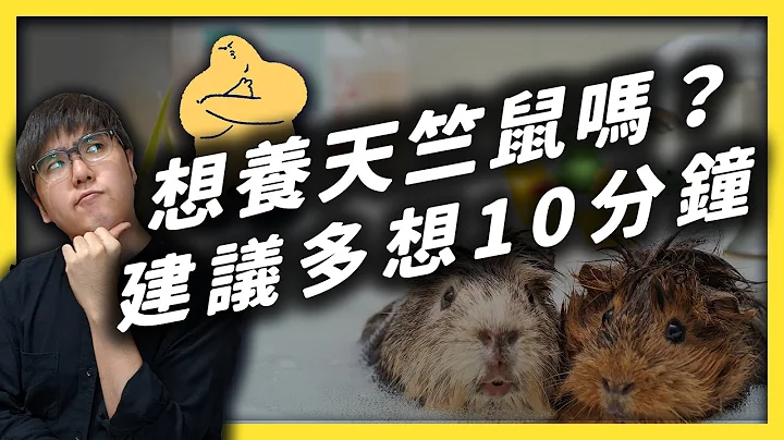 Pui~Pui~可爱的天竺鼠其实不是鼠？反而是水豚的亲戚？饲养天竺鼠该注意什么事情？｜志祺七七 - 天天要闻