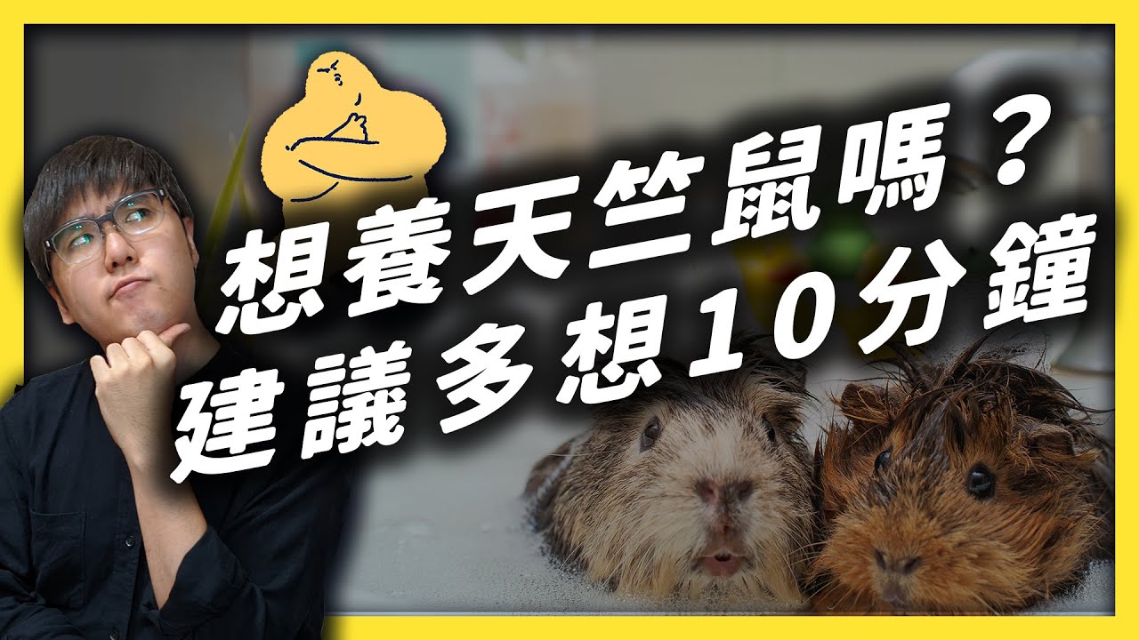 Pui Pui 可愛的天竺鼠其實不是鼠 反而是水豚的親戚 飼養天竺鼠該注意什麼事情 志祺七七 Youtube