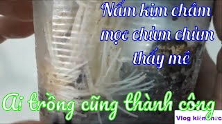 Cách TRỒNG NẤM KIM CHÂM TỪ GỐC TẠI NHÀ Vlog kiến thức