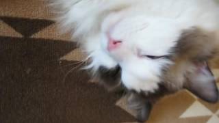 Catragdoll entering Kotatsu by Catcafe 5 views 7 years ago 1 minute, 32 seconds