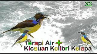 Terapi Air Kolibri Kelapa