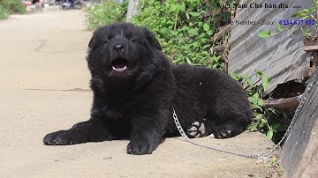 Chó Bắc Hà xù đực bản Mông hoang dã/ĐỐM LƯỠI - HUYỀN ĐỀ - ĐEN TUYỀN/Việt Nam Chó bản địa