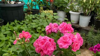 Geranium || flowers || leitha || pdk dan