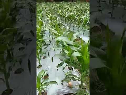 cara tanam tumpang sari jagung dengan cabe rawit yg baik dan benar