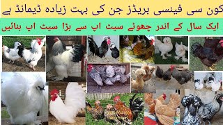 Most demanding Fancy Breeds | Fancy breeds jin ke demand pora saal rahy| Fancy Poultry Business