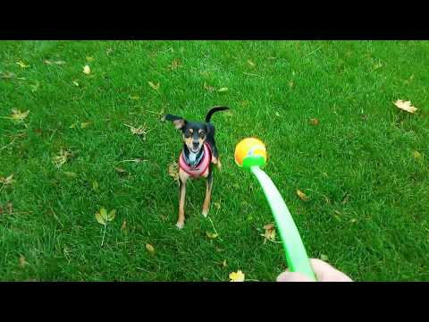 review-of-chuckit-sport-14-(small)-ball-launcher-throw-toy