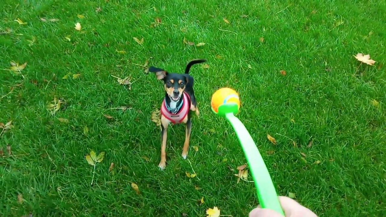 dog ball slingshot