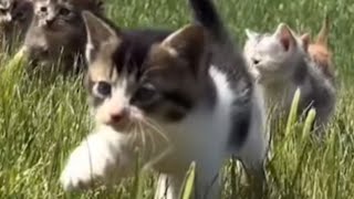 子猫の遠足#子猫 #kittens #cat