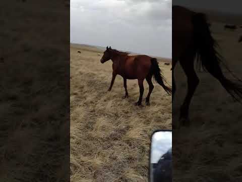 Video: Hypoallergenic, Kesihatan Dan Jangka Hayat Baka Kuda Jinzhou