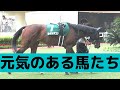 【現地映像】純粋に馬だけ見てどこまで当たるかな？あなたの相馬眼を試して下さい　パドッククイズ難易度C