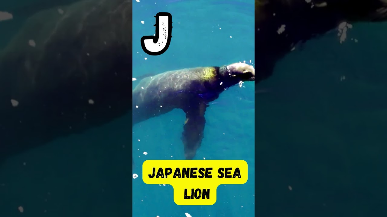 ABC Sea Animals 🐠 A to Z Ocean Creatures for Kids | UZR Learning Shorts 