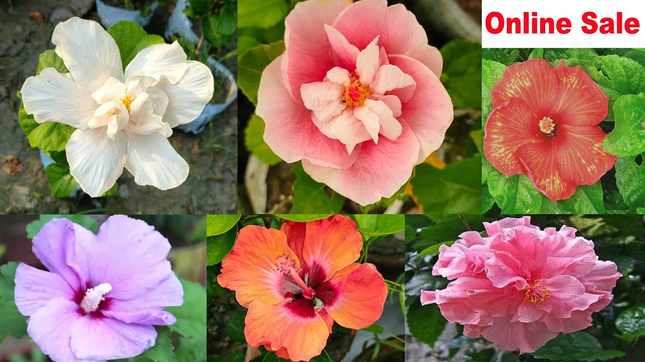 Wholesale hibiscus flower 🌺 Hibscus collection and Online Sale🌺 YouTube