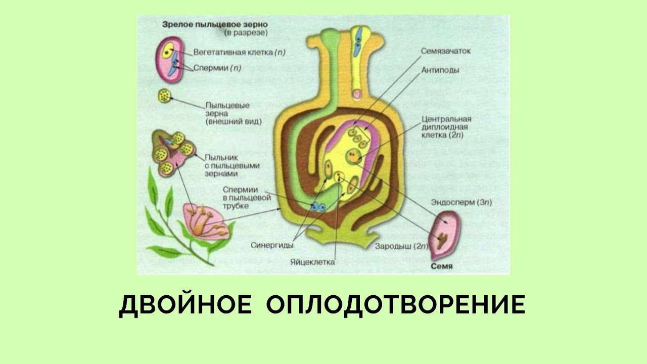 Преимущества двойного оплодотворения. Двойное оплодотворение. Схема двойного оплодотворения у растений. Двойное оплодотворение у растений. Двойное оплодотворение ЕГЭ.