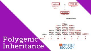 Polygenic Inheritance for NEET, AIIMS, MCAT, JIPMER, PREMED, AIPMT