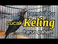 Penghobby cucak keling harus paham hal ini