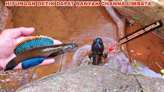 INI NYATA..!! Dapat Channa Limbata Banyak Pakai Umpan Ini || Mancing Ikan Channa Limbata Disungai