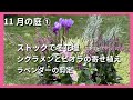 【ガーデニング】青シクラメン「ドラゴン」の寄せ植え🌱ラベンダーグロッソの切り戻し🌱冬の花壇へ