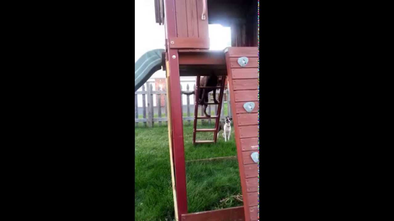 Ladder climbing dog YouTube