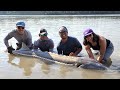 White Sturgeon of the Fraser River