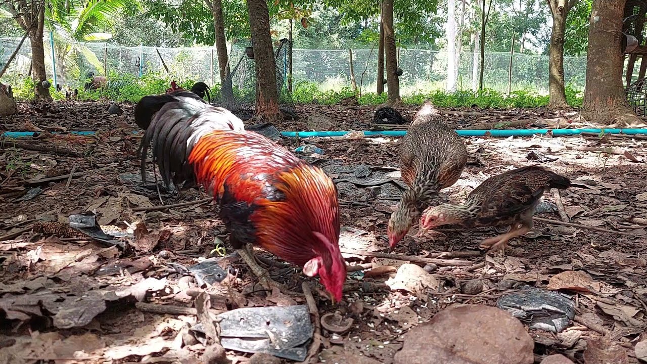 เลี้ยงไก่ป่าในสวนยางเลี้ยงแบบกึ่งปล่อยธรรมชาติ
