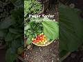 menyulap halaman jadi kebun sayur #berkebundirumah #gardening #garden #sayuran #berkebun