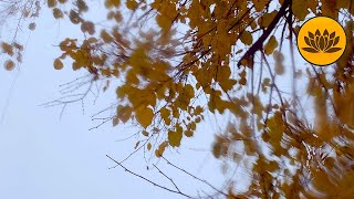 Sound of autumn rain in a car, relaxing sound of drops: For study, meditation and reading. by Valley of Dreams 122 views 4 months ago 1 hour, 40 minutes