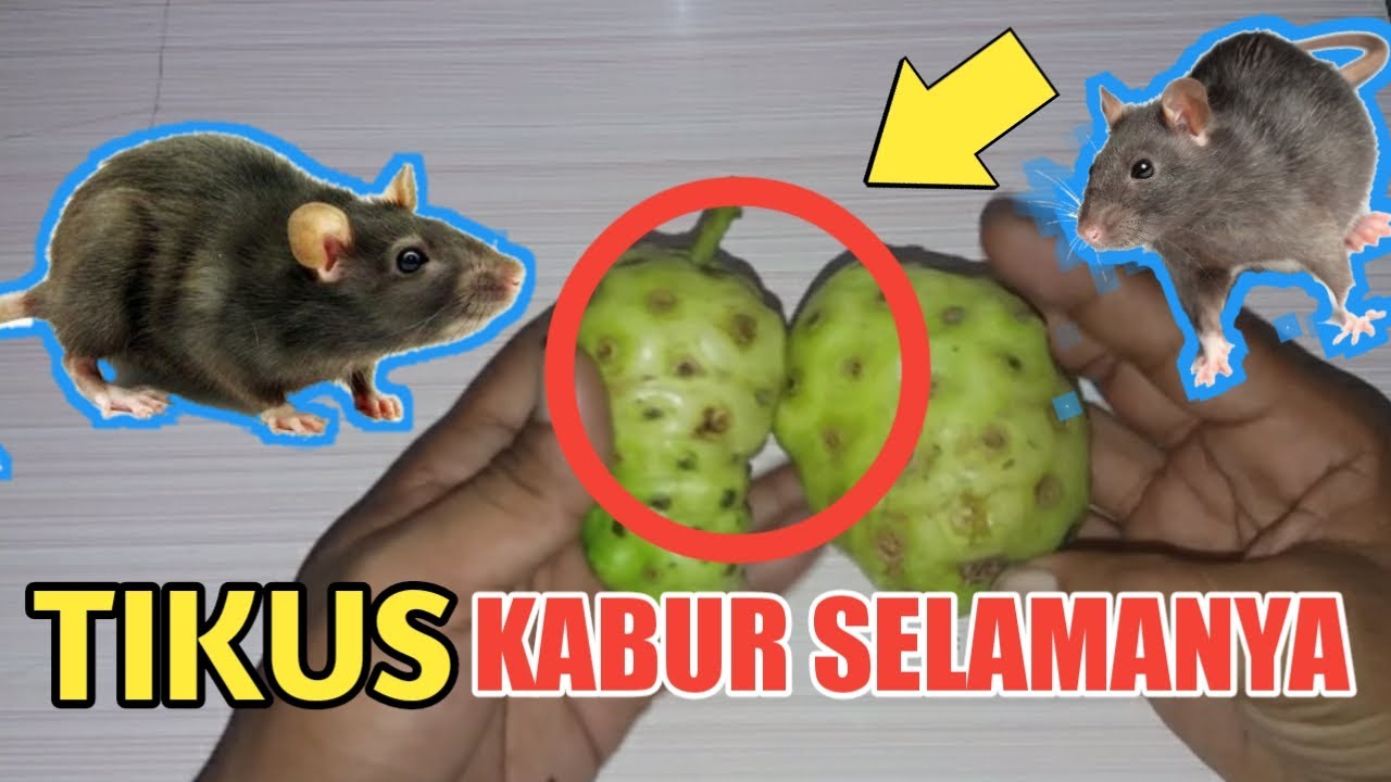 Cara Mengusir tikus dari rumah dengan bahan herbal YouTube