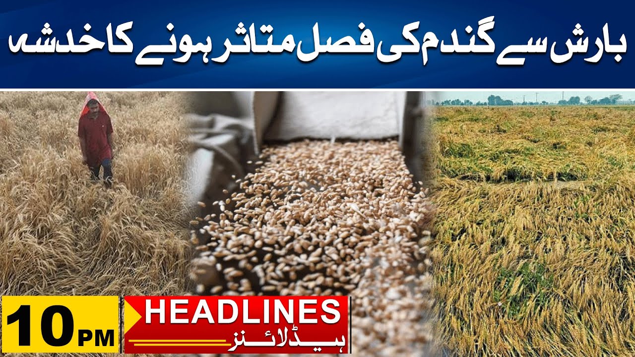 Wheat Crop Affected Due TO Heavy Rain | 10pm News Headlines | 15 April ...
