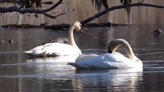 #554 Two Swans in NPSP in March 2024