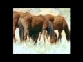 Doğada Atlar Bölüm 1 [Tükçe Belgesel] wild wild world of animals