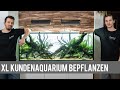 XL Kundenaquarium bepflanzen | Liquid Nature