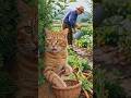 Funny Cat’s Secret Garden Adventure! 😂🌽#shortvideo